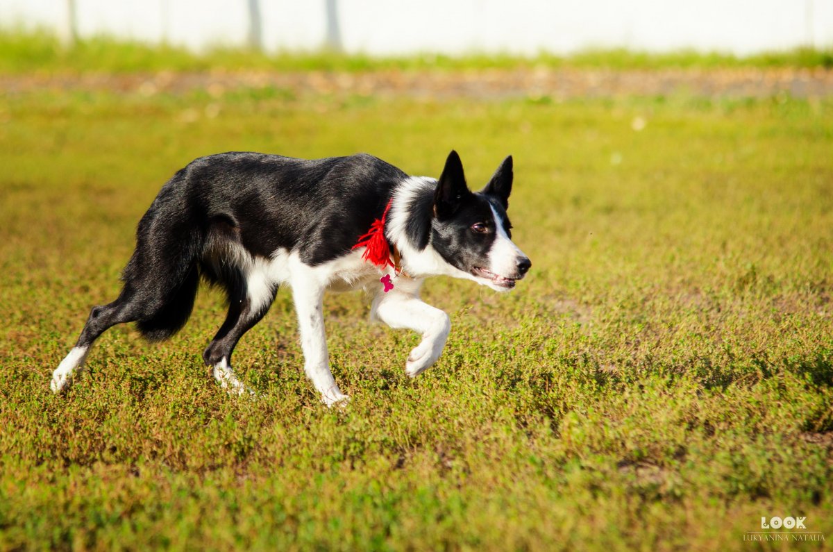 Гладкошерстный бордер колли дворняжка