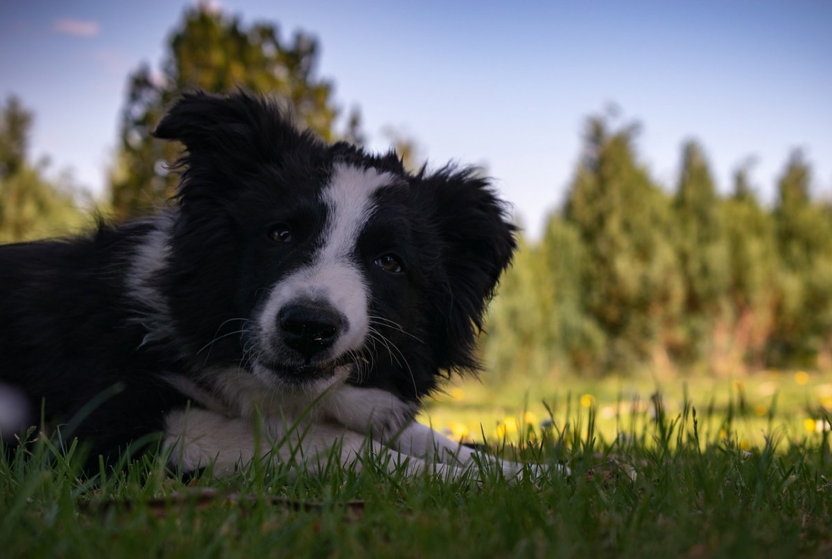 Бордер колли короткошерстный
