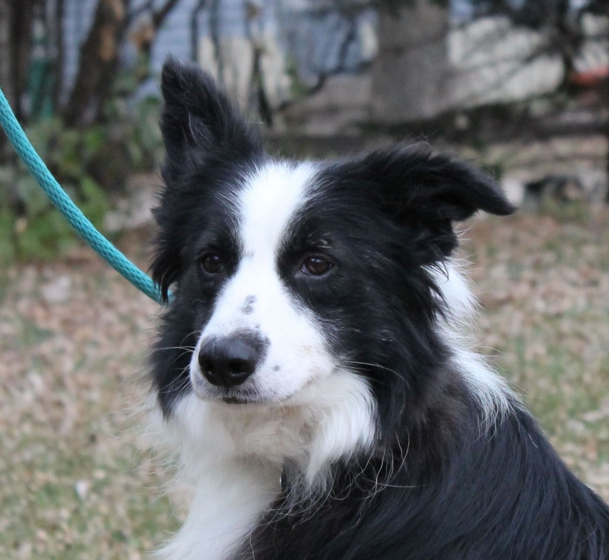 Гладкошерстный бордер колли