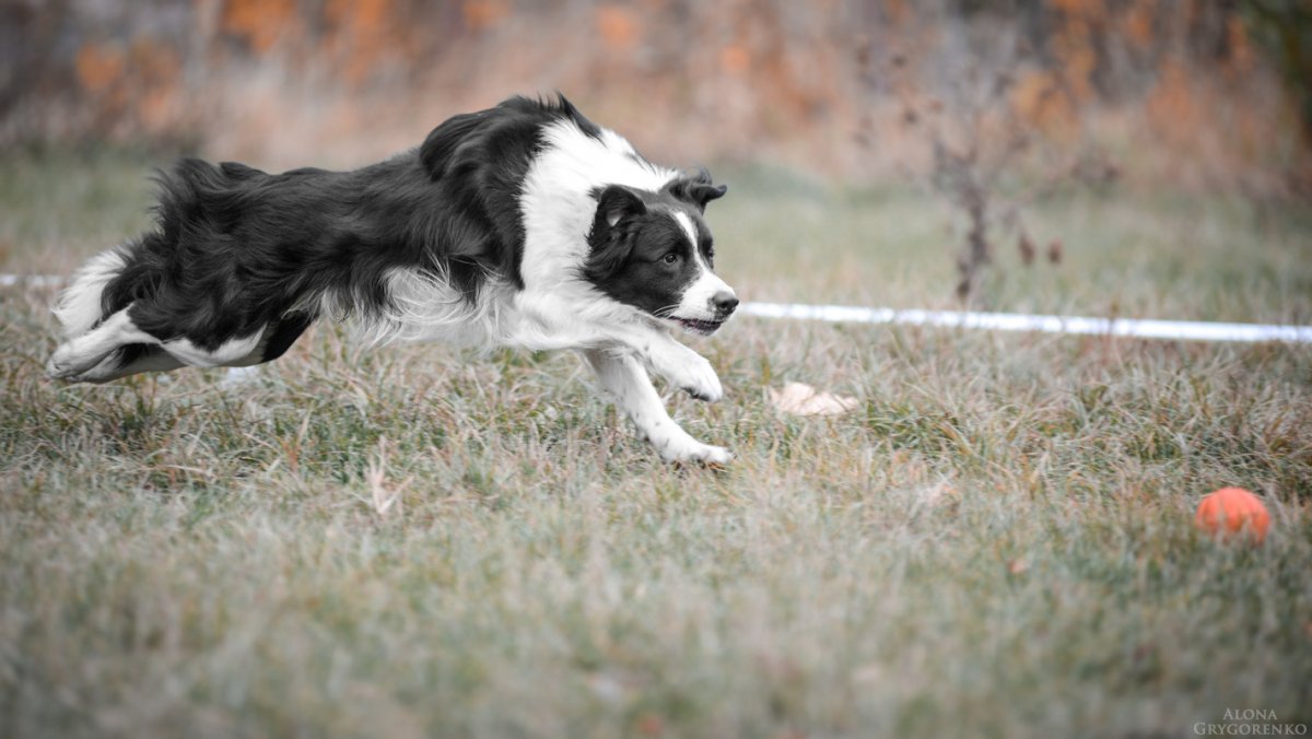 Гладкошерстный бордер колли