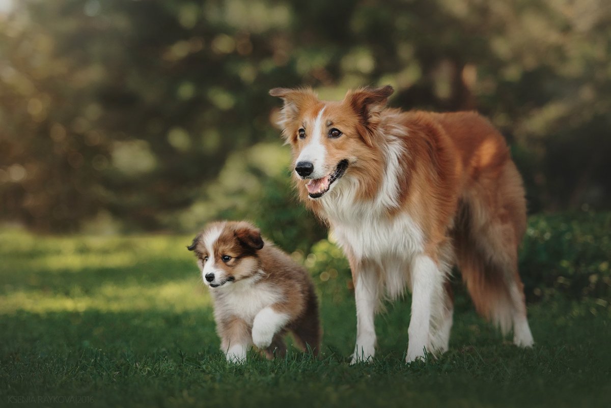 Бордер колли терьер