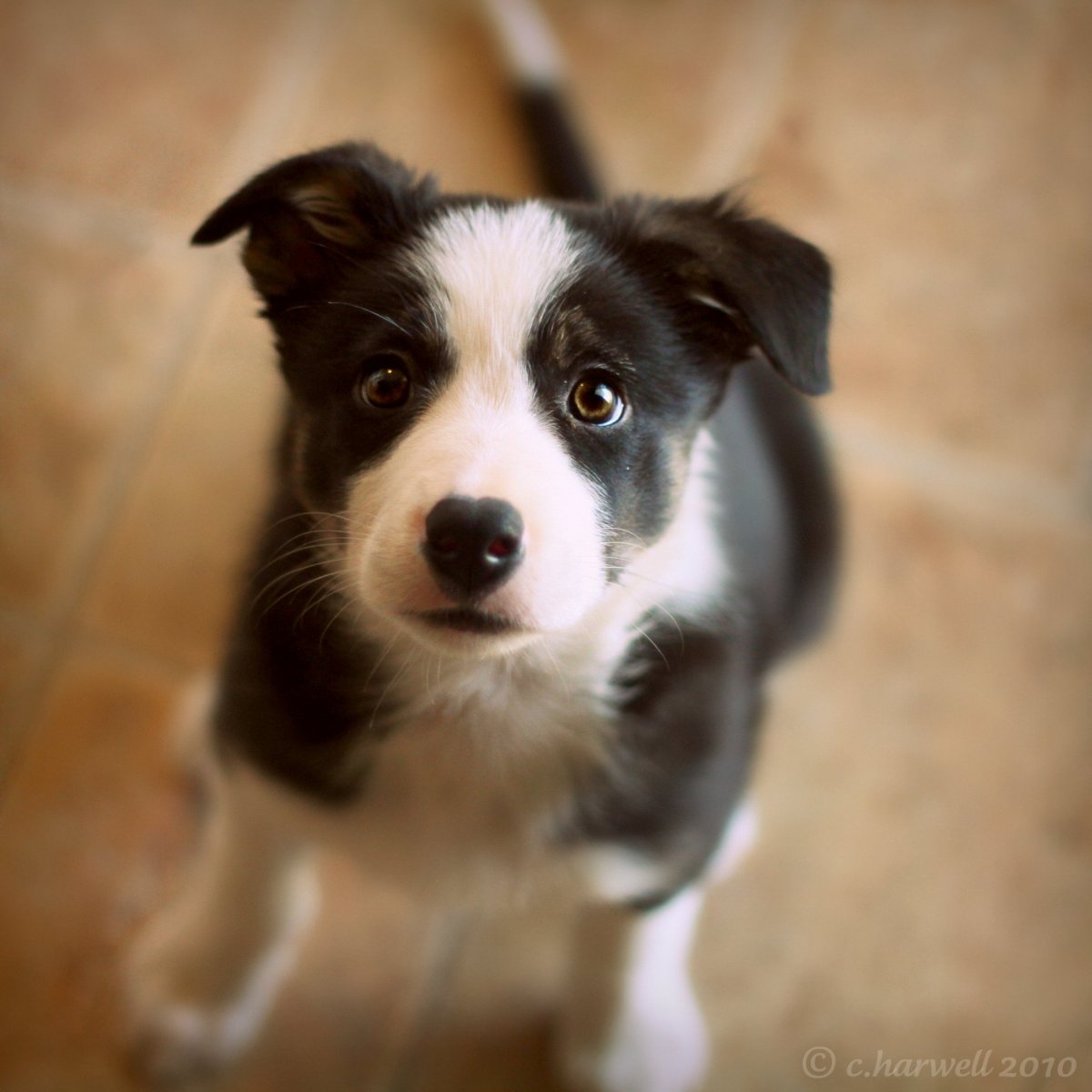 I Love бордер колли