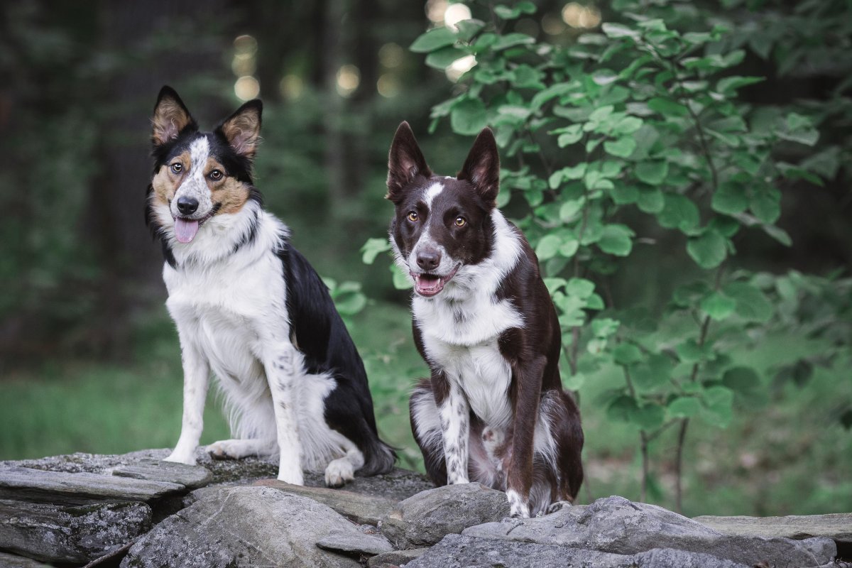 Бордер колли и немецкая овчарка