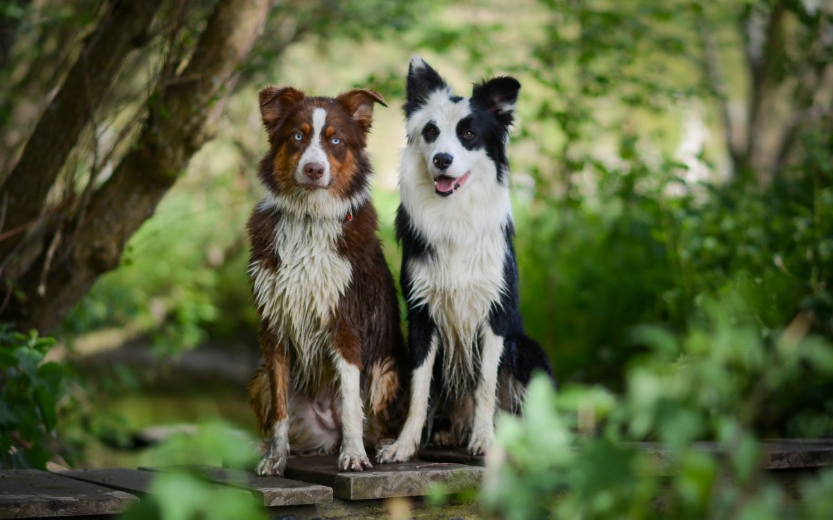 Собака бордер колли короткошерстная