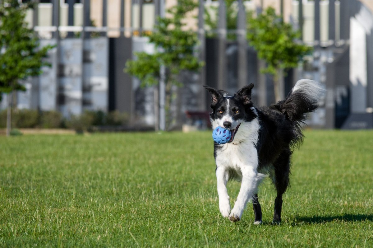 Собака бордер колли