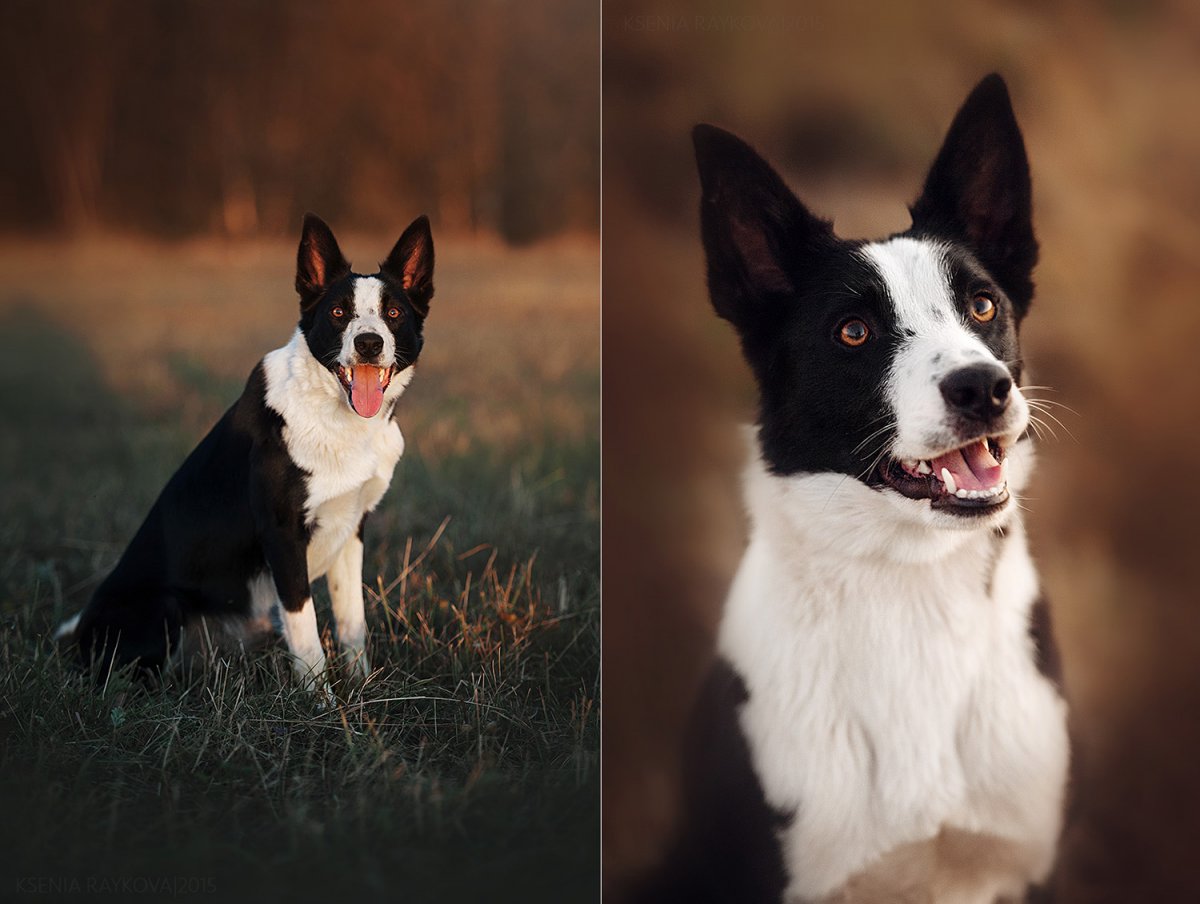 Бордер колли щенок 2 месяца