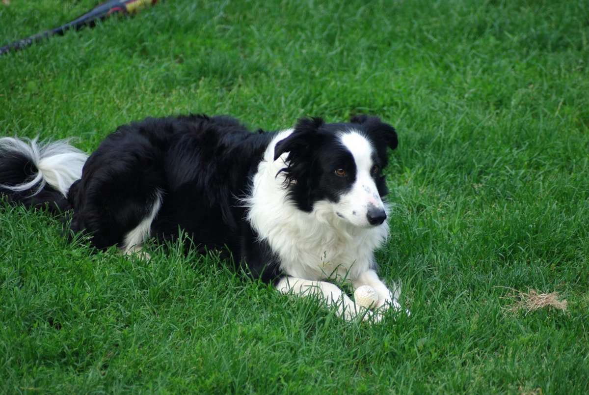 Бордер колли каштановый