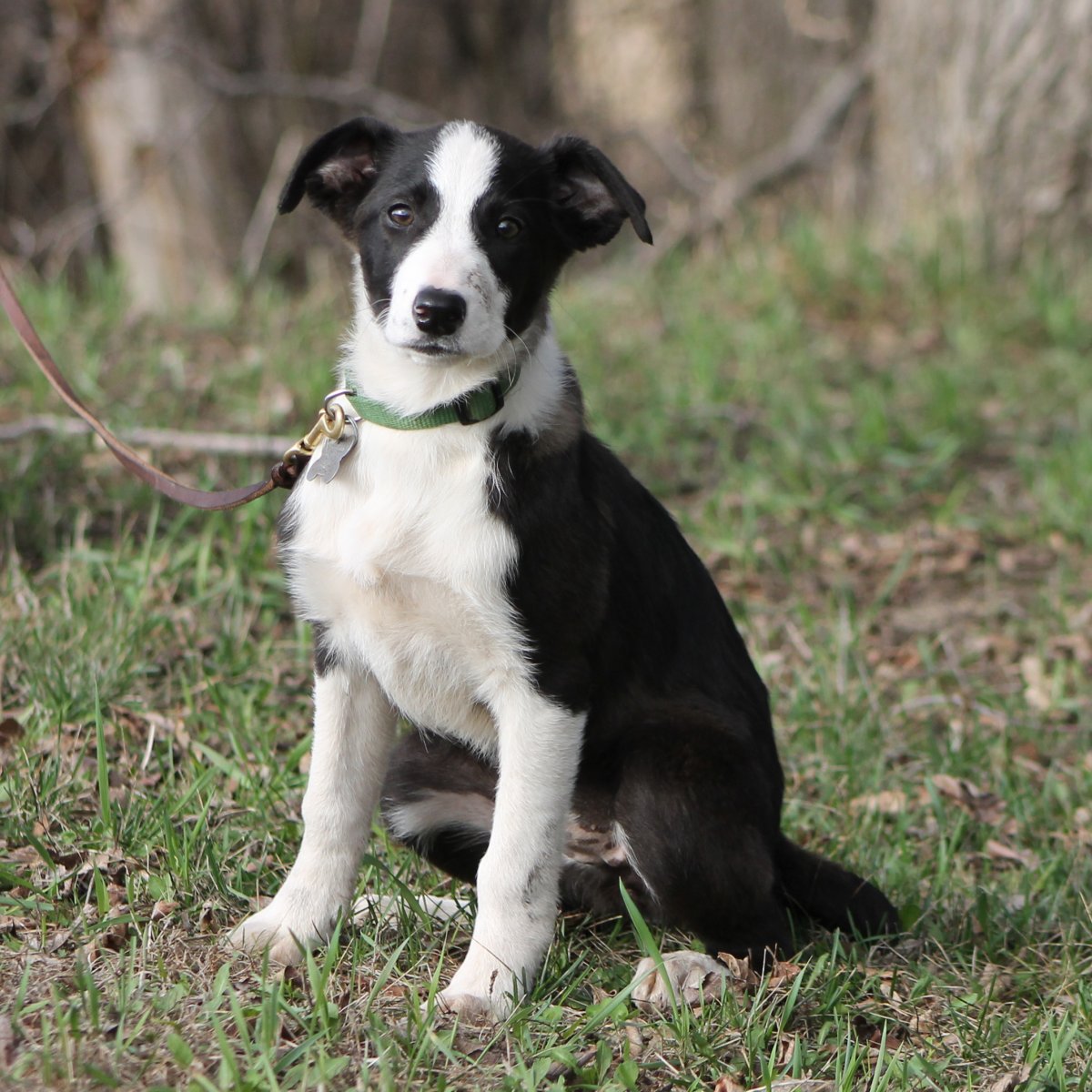 Бордер колли сколько стоит мальчик