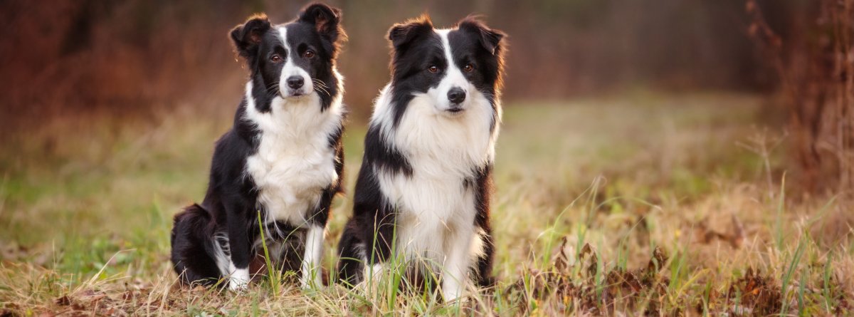 Собака бордер колли короткошерстная