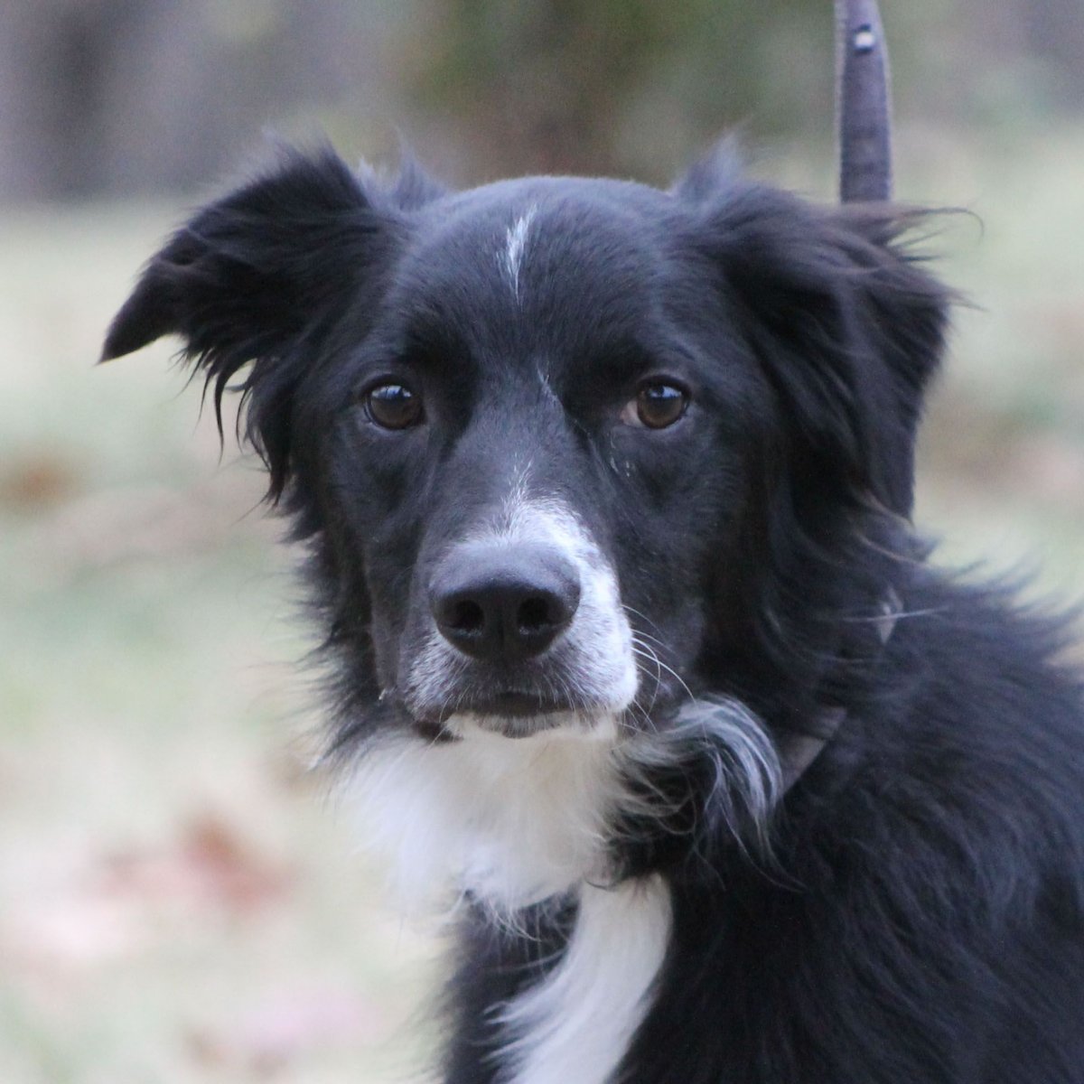 Бордер колли щенки с короткой шерстью