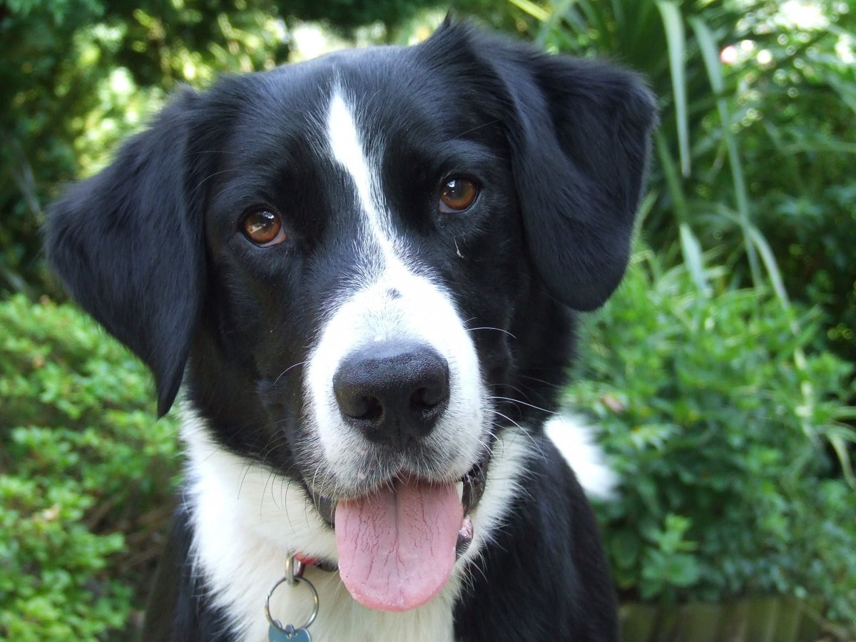 Бордер колли шоколадный