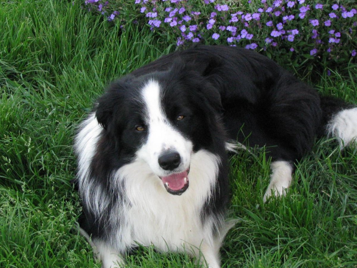 Бордер колли длинношерстный