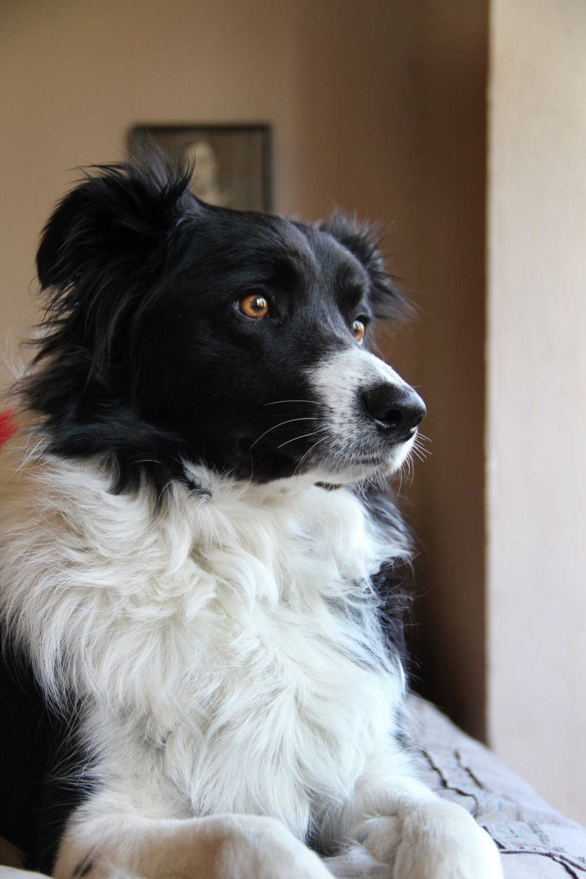 Метис австралийский Хилер и бордер колли