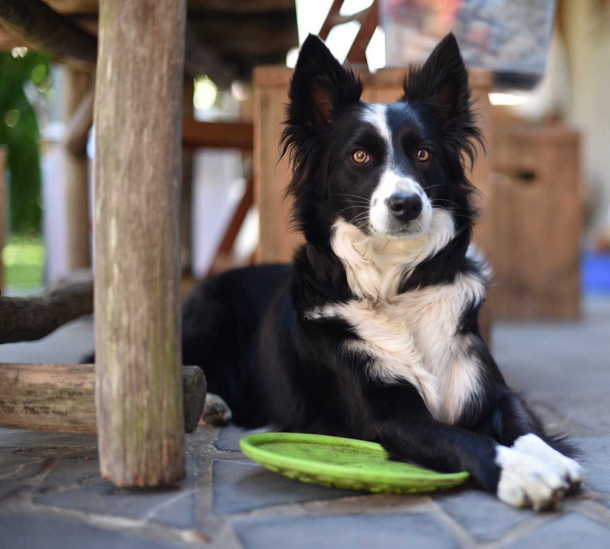Гладкошерстный бордер колли в лесу