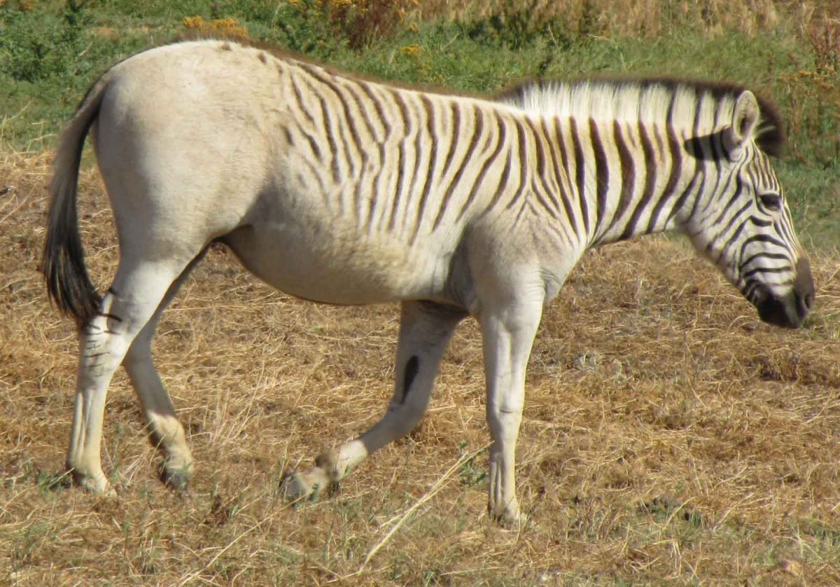 Африканская Зебра квагга