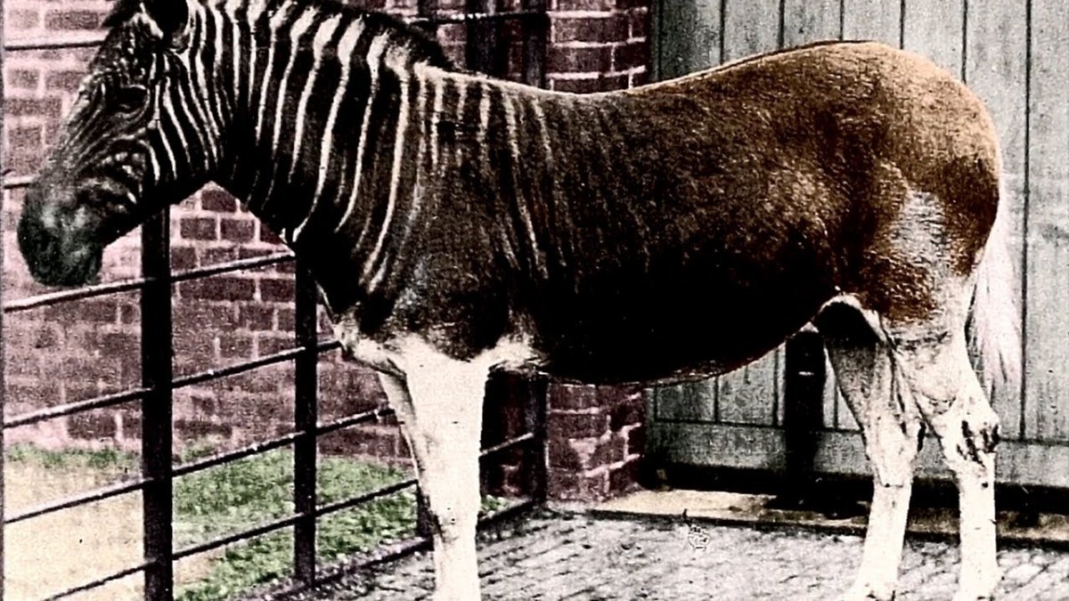 Вымершие животные 1900 года