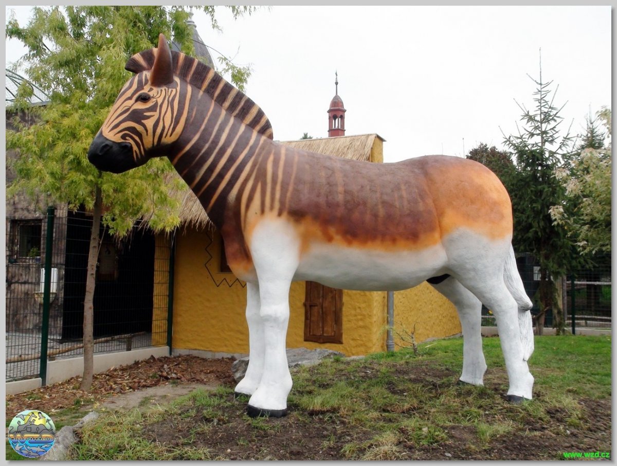 Квагга настоящее фото