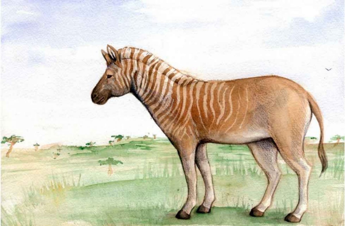 Бурчеллова Зебра