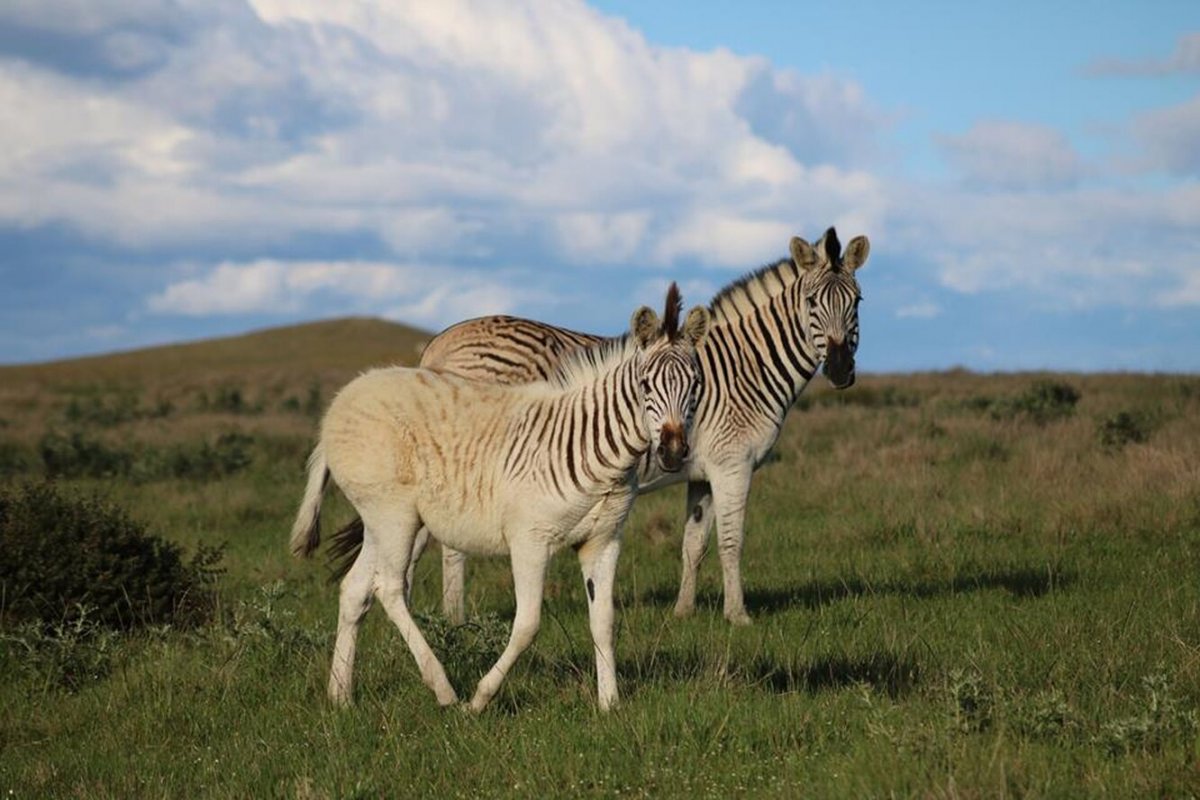 Африканская Зебра квагга