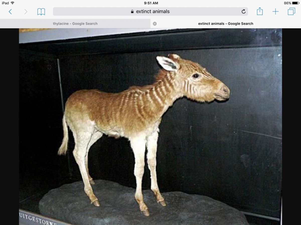 Квагга жеребец Генри