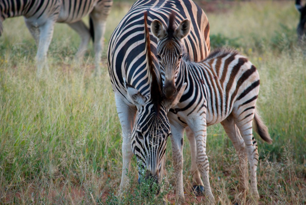 Капская Горная Зебра