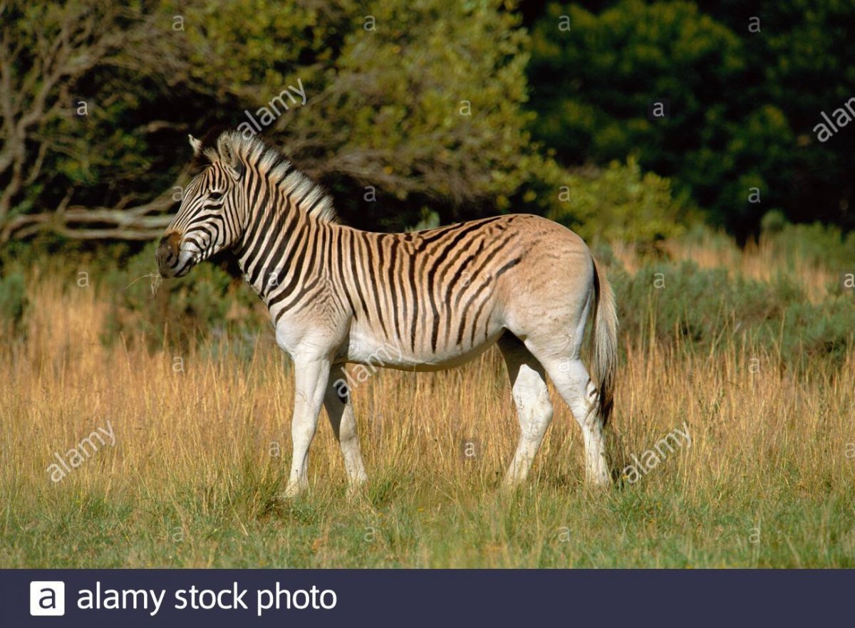 Квагга красная книга