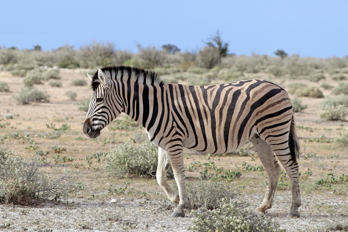 Африканские квагги