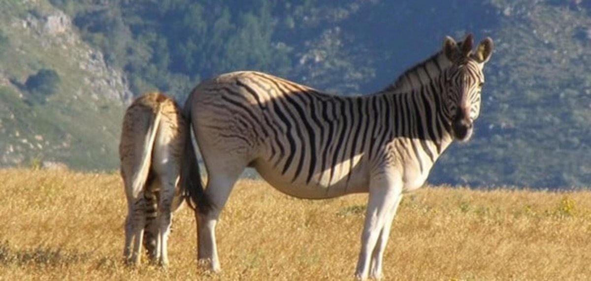 Вымершие животные Африки