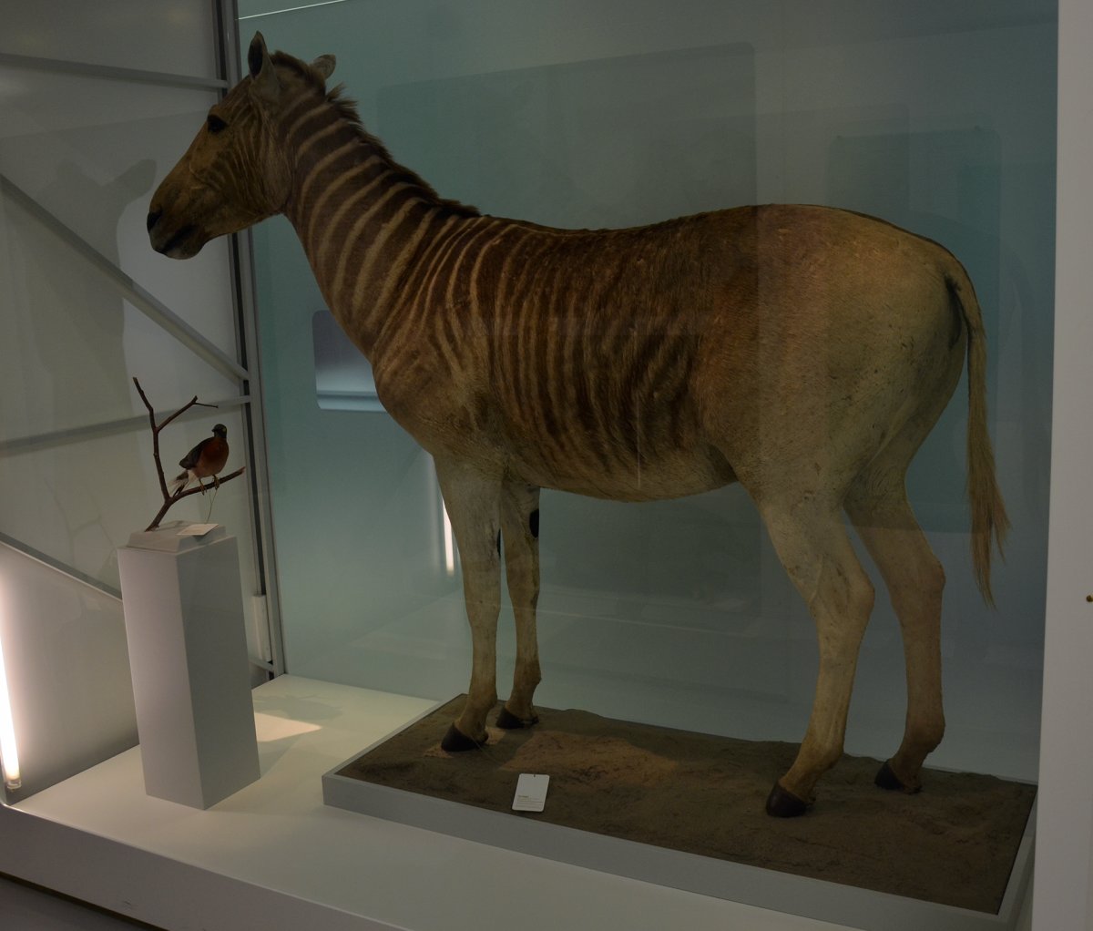 Квагга из Звездных войн