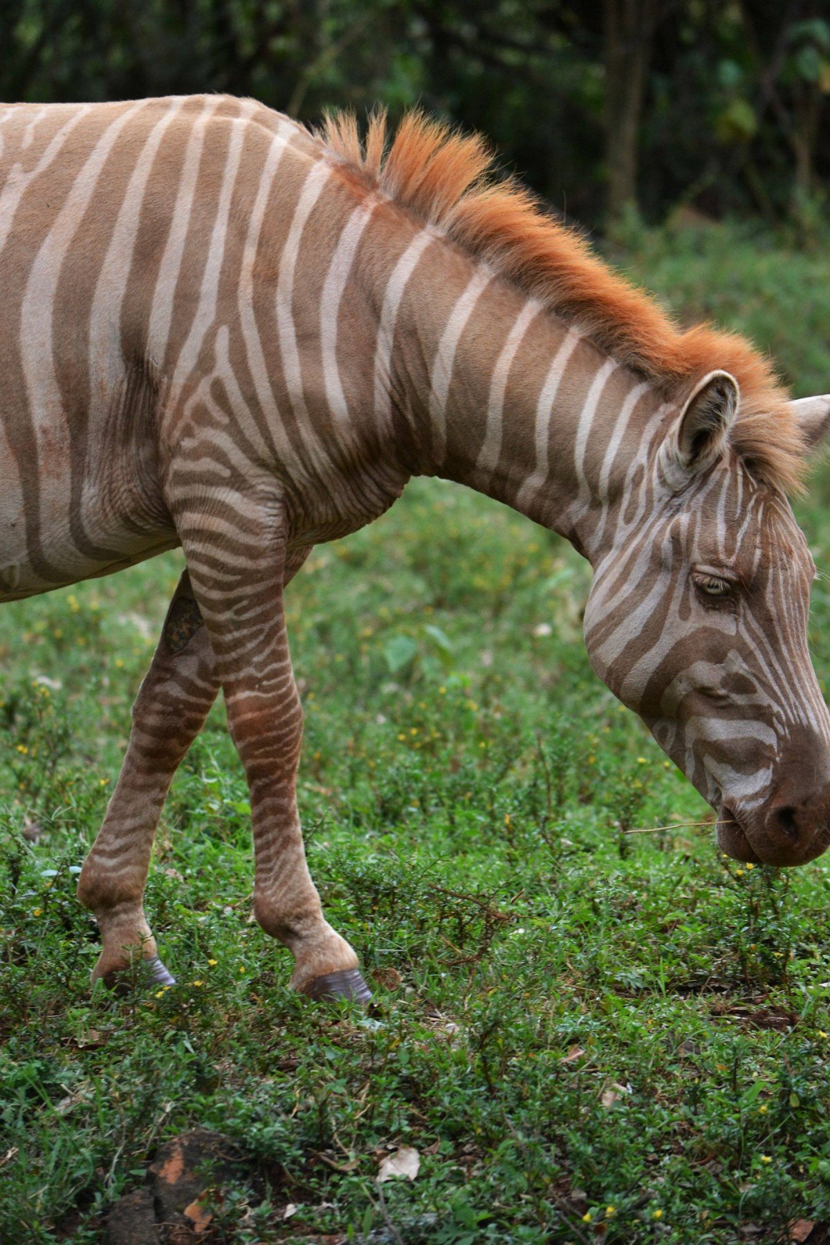 Квагга животное