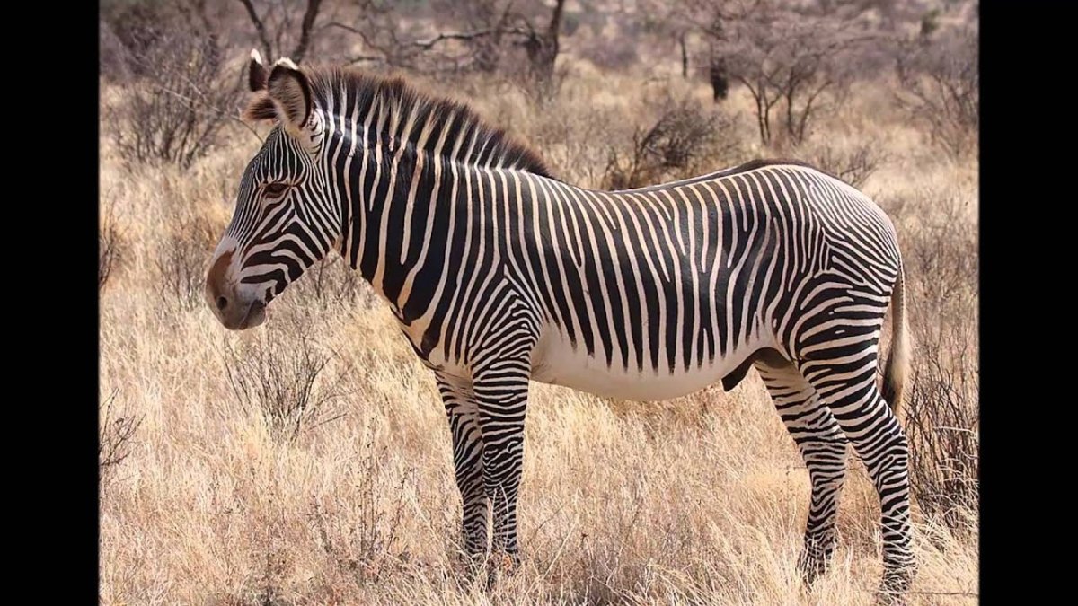 Стадо квагг