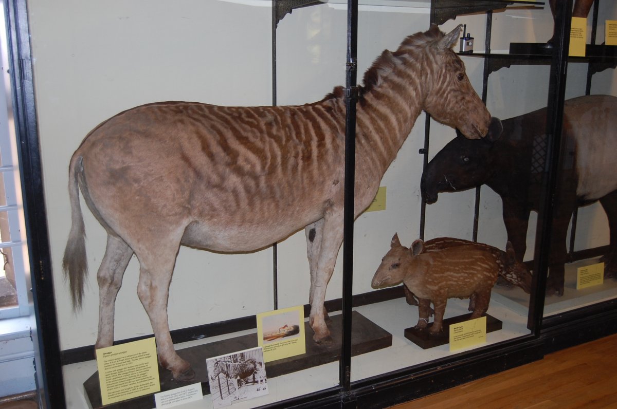 Квагги вымерли или нет