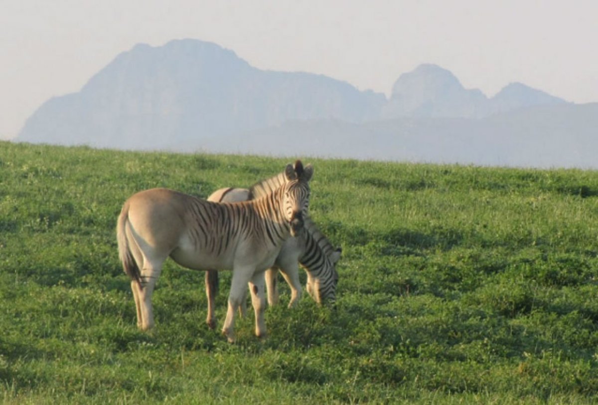 Зебра квагга доклад