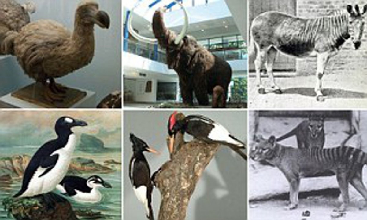 Равнинная Зебра