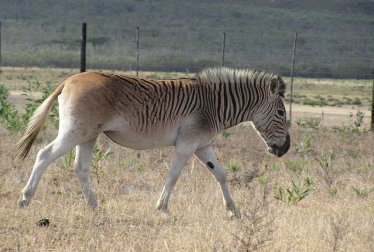 Зебра квагга