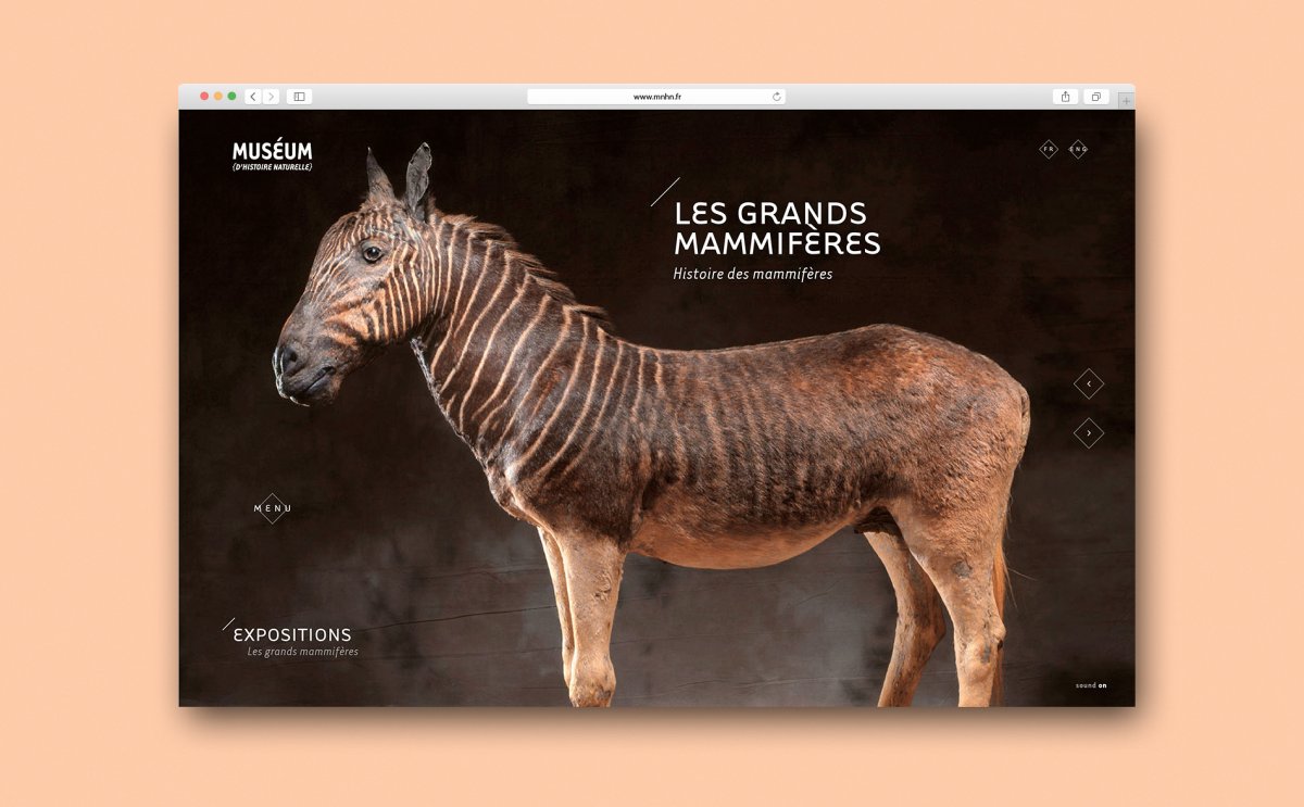 Звук квагги