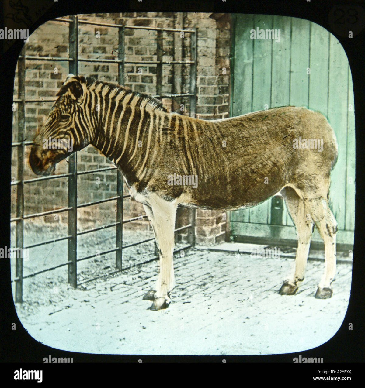 Квагга Генри