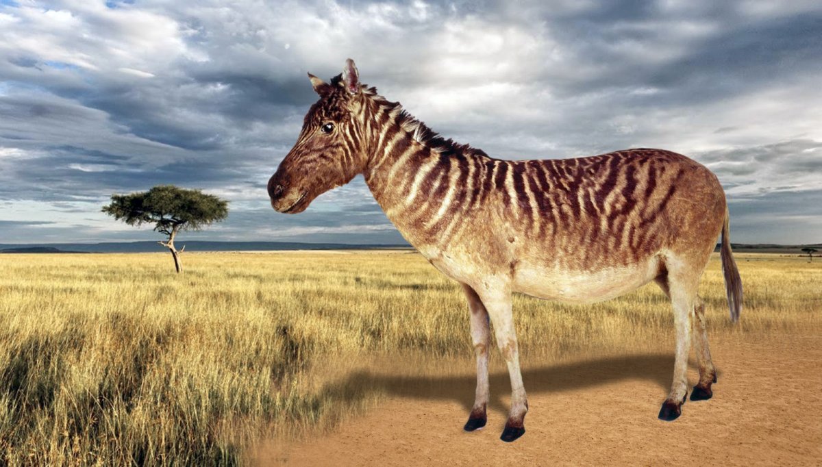 Зебра квагга