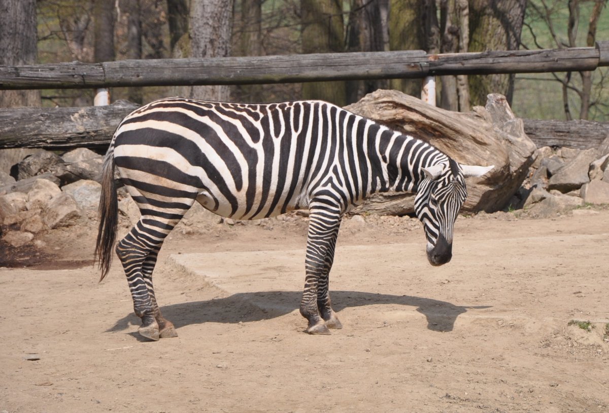 Последняя квагга в зоопарке Амстердама