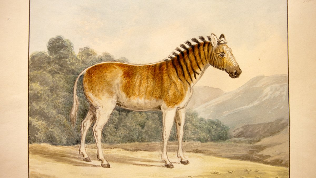 Зебра квагга