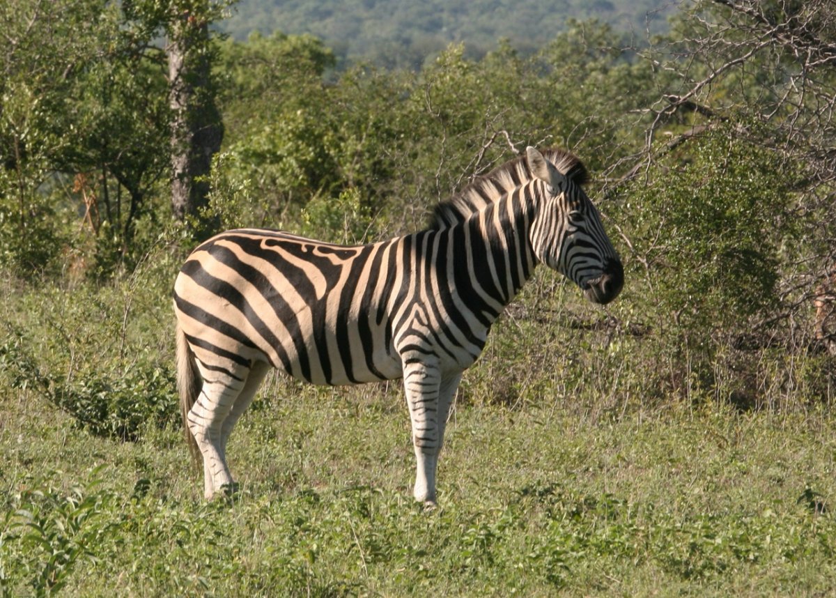 Зебра квагга