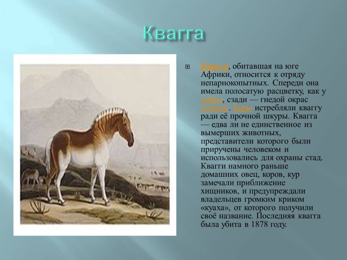 Квагга и лошадь гибрид