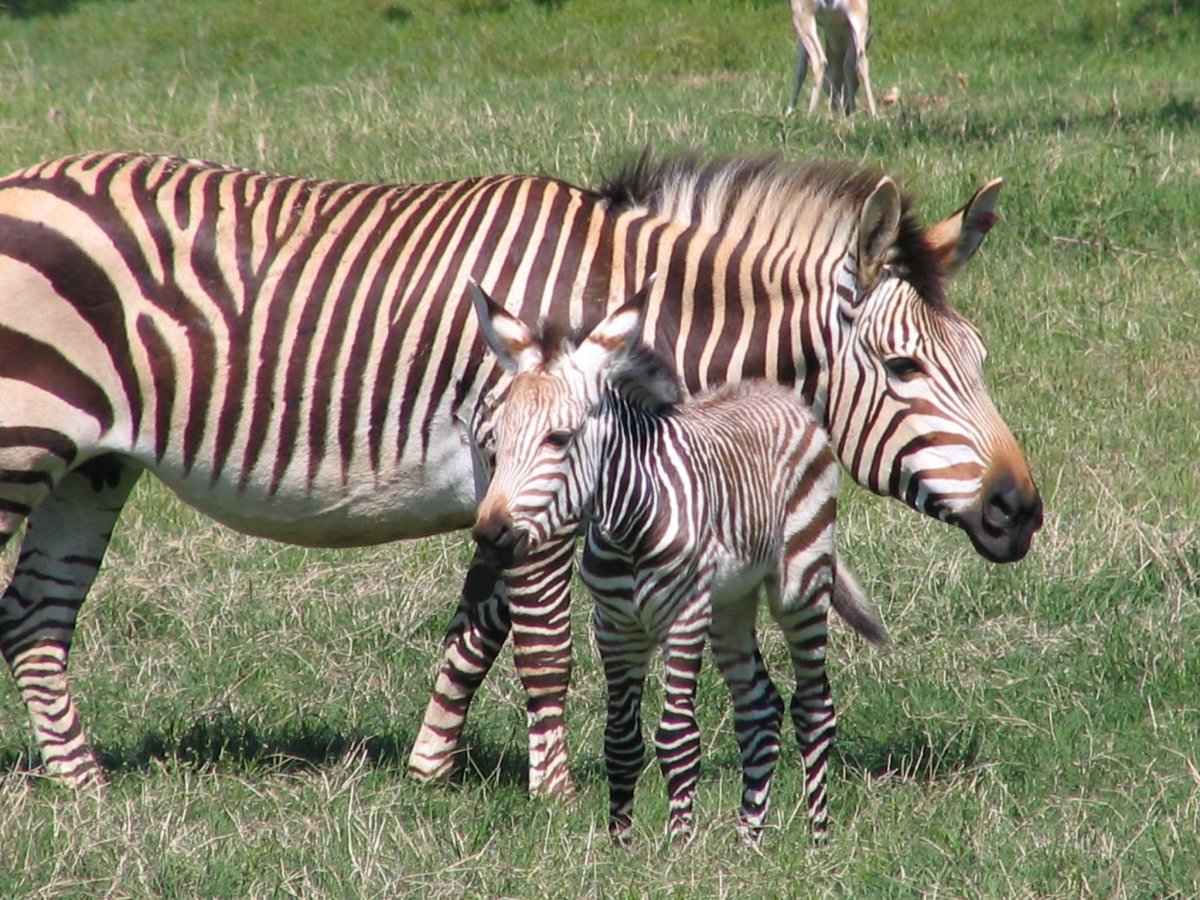 Equus Zebra