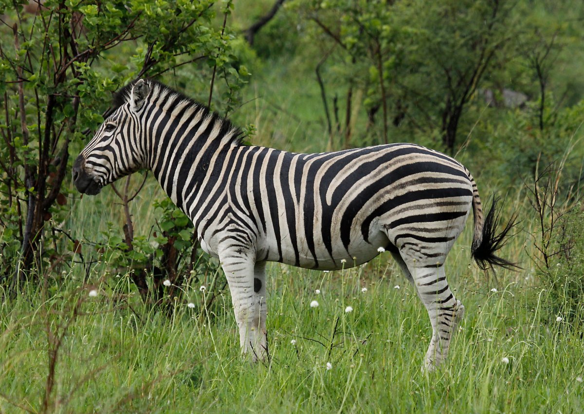 Горная Зебра Equus Zebra
