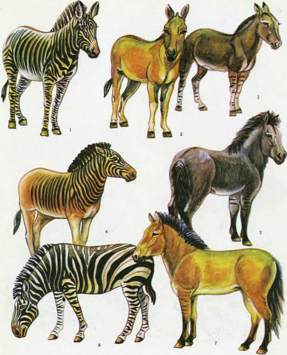 Вымершая лошадь квагга