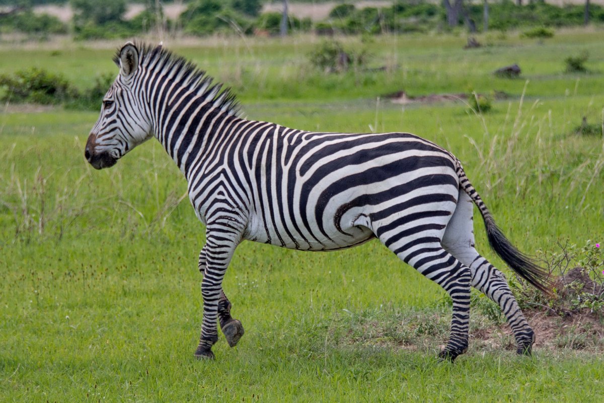 Тасманийский тигр