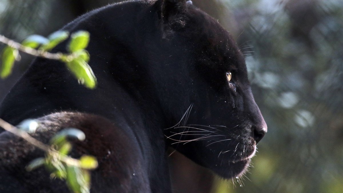 Гепард меланист