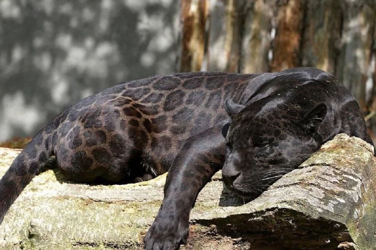 Леопард меланист