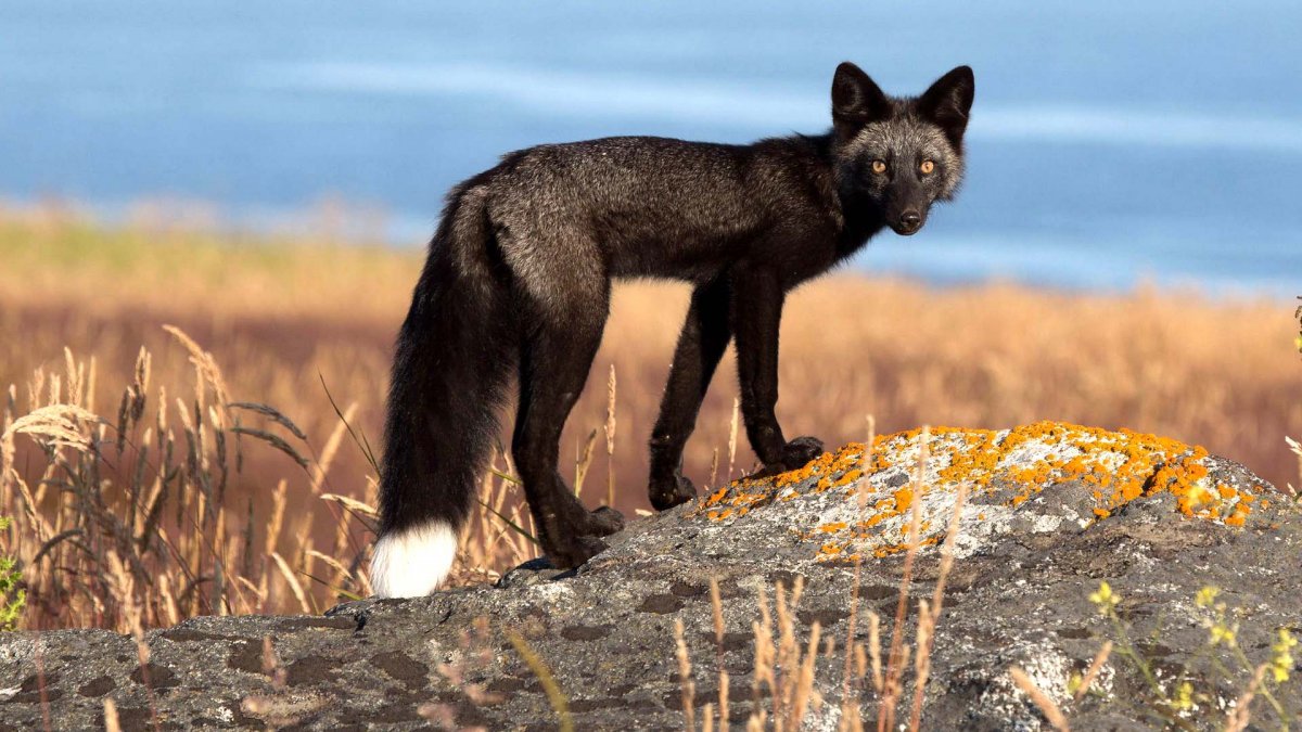 Пантера в прыжке