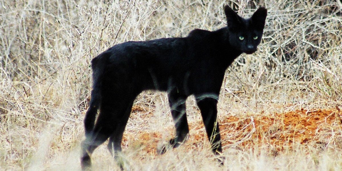 Чёрный сервал меланист